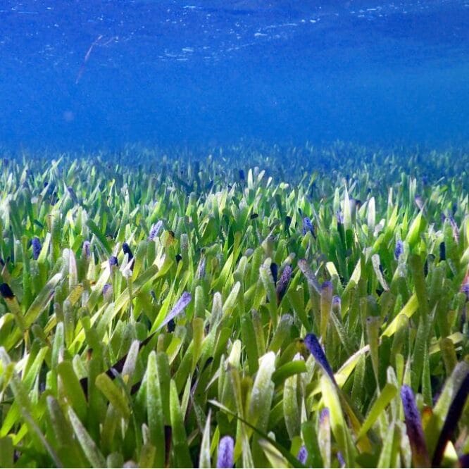 plus grande plante marine du monde herbier shark bay 4500 ans
