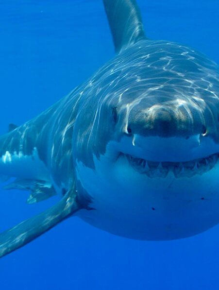 pourquoi ne pas avoir peur des requins couv