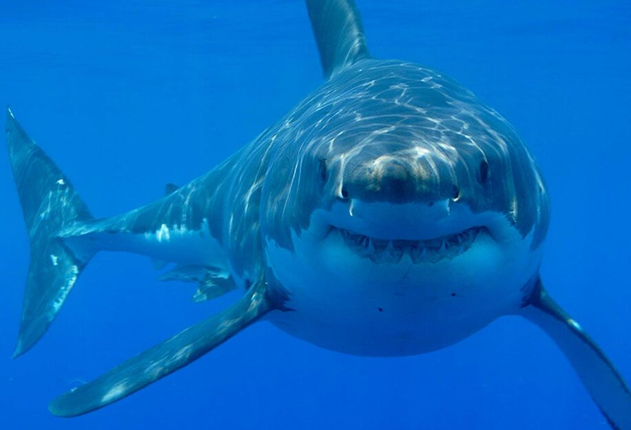 pourquoi ne pas avoir peur des requins couv