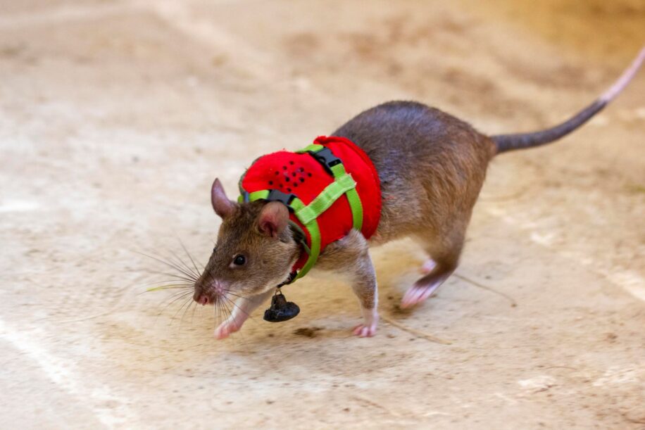 rats detection olfactive survivant decombres apopo couv