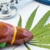 risque cancer foie reduit consommation cannabis couv
