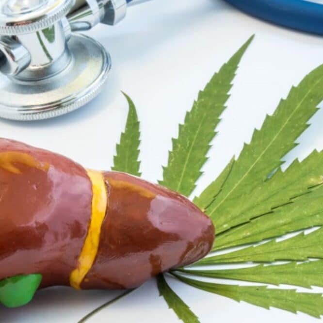 risque cancer foie reduit consommation cannabis couv