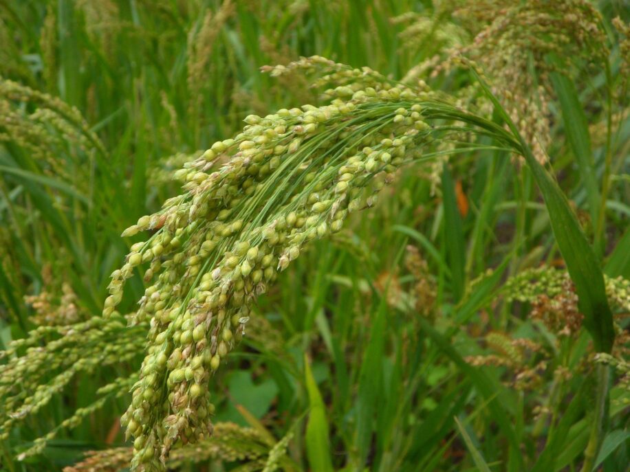 urine engrais niger