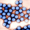 virus survie microplastique eau douce contamination humaine couv