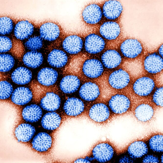 virus survie microplastique eau douce contamination humaine couv