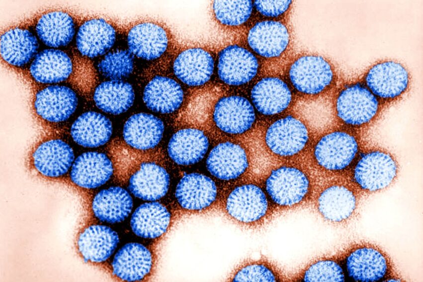virus survie microplastique eau douce contamination humaine couv