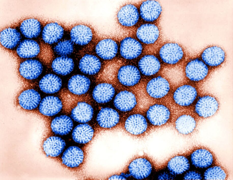 virus survie microplastique eau douce contamination humaine couv