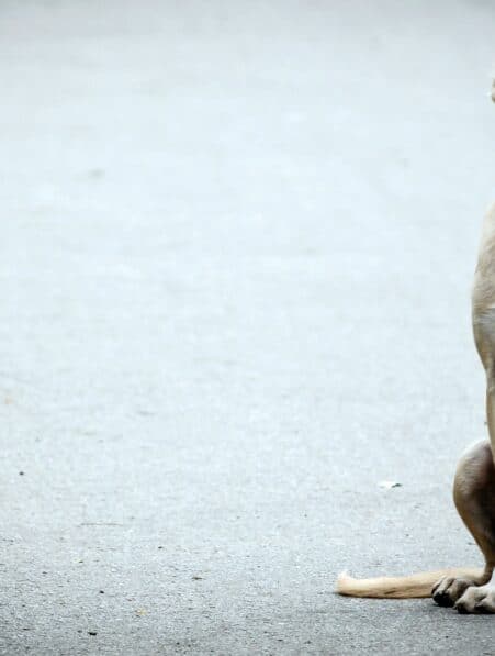 chiens quartiers criminalite