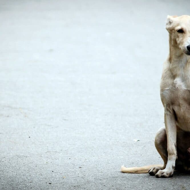 chiens quartiers criminalite