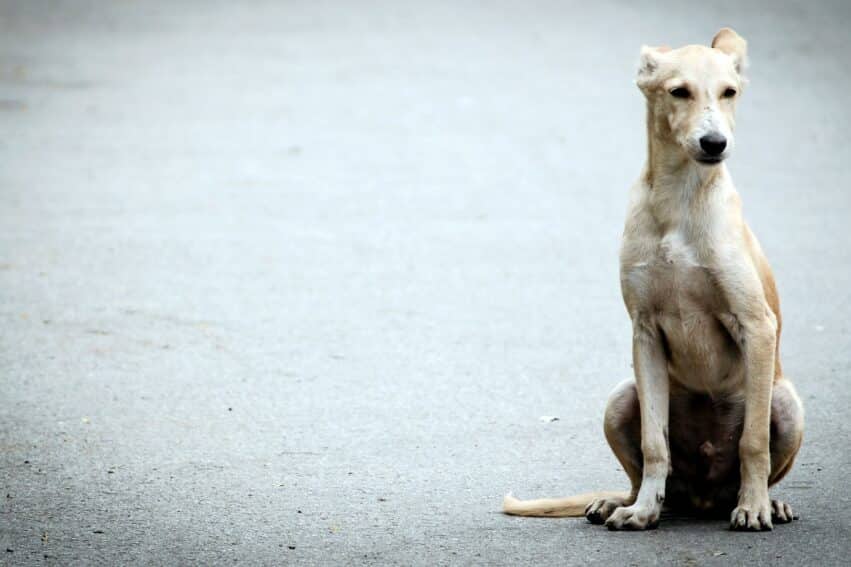 chiens quartiers criminalite