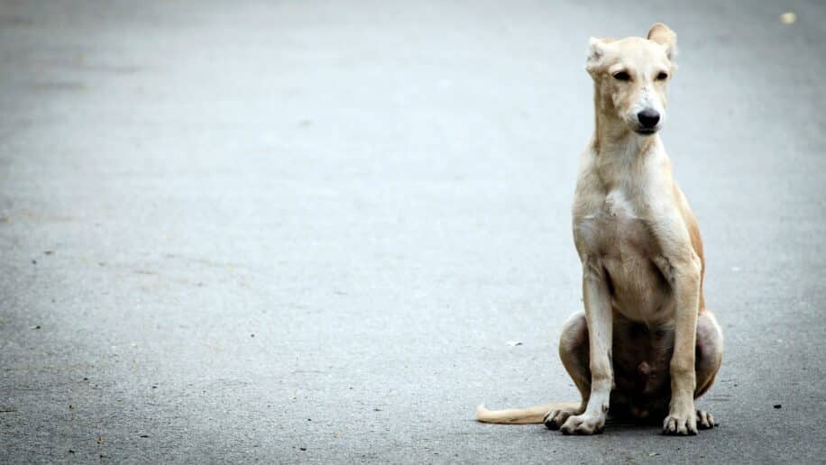 chiens quartiers criminalite