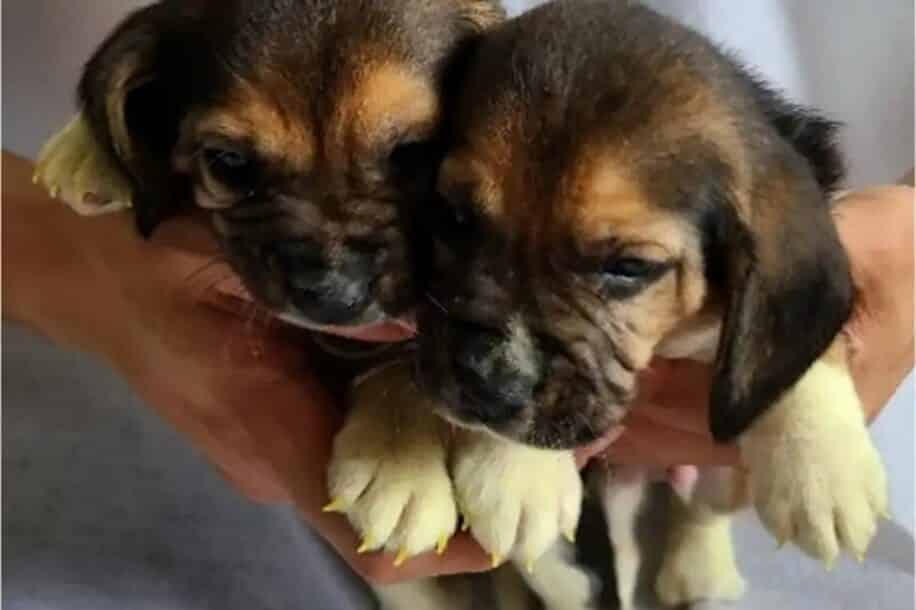chiots clone génétiquement modifié