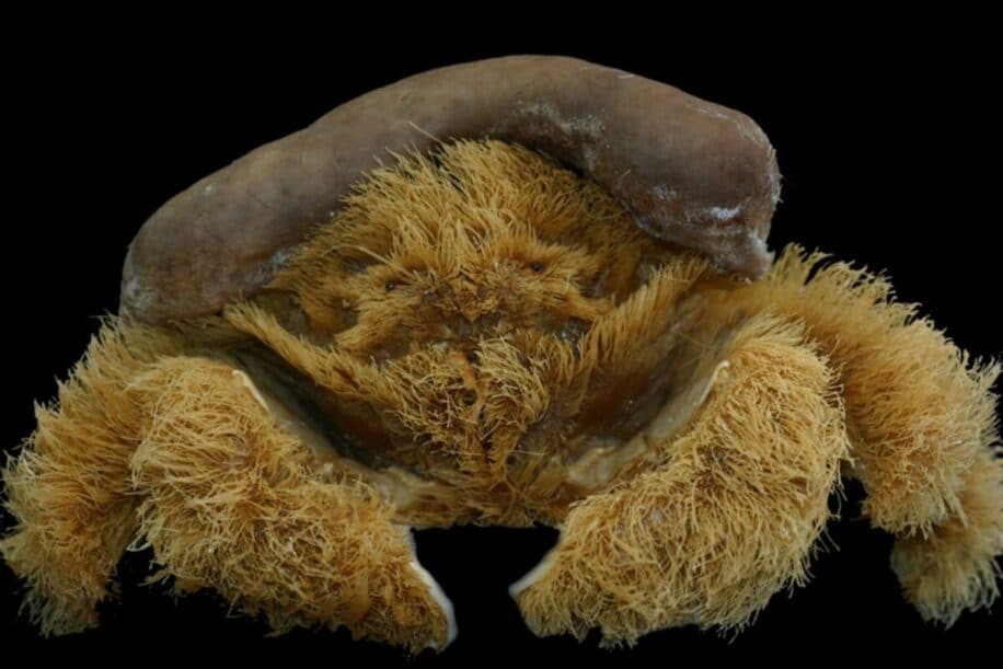 crabe éponge très velu