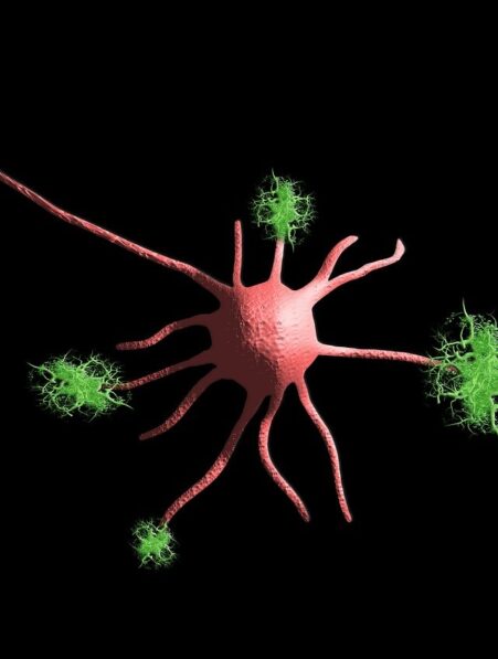 échange sanguin alzheimer