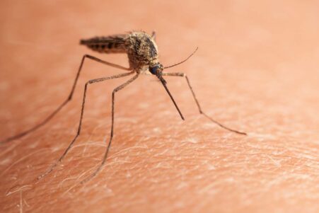 existe t il une methode naturelle réellement efficace pour repousser les moustiques couv