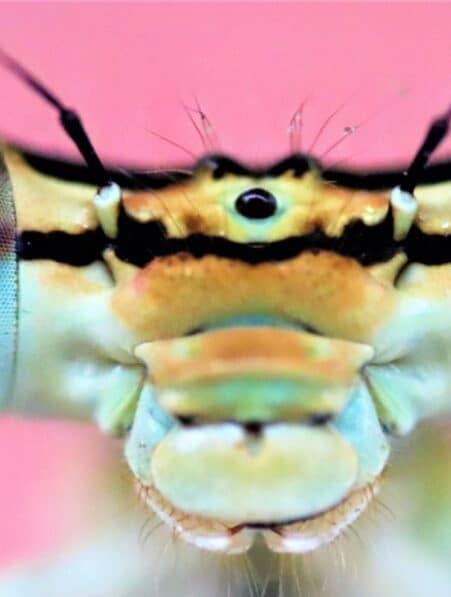 insectes ressentent douleur comme les humains couv