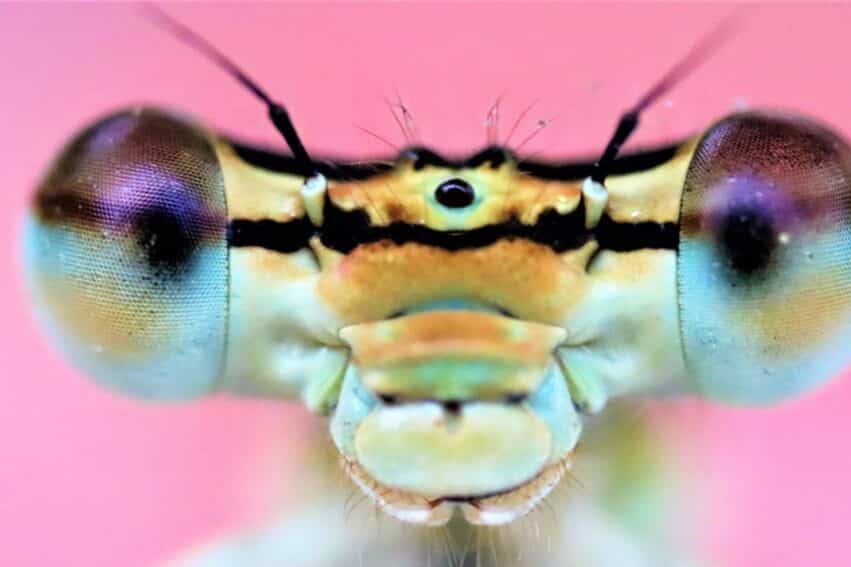 insectes ressentent douleur comme les humains couv