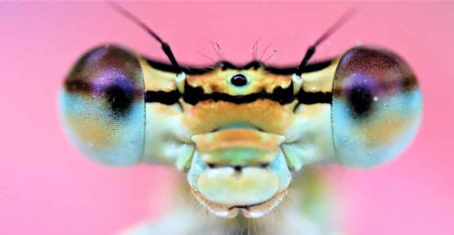 insectes ressentent douleur comme les humains couv