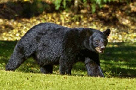 sérum ours hibernant masse musculaire