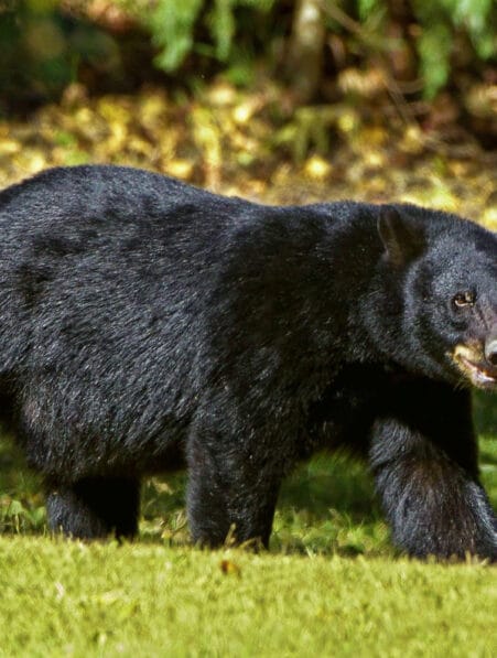 sérum ours hibernant masse musculaire