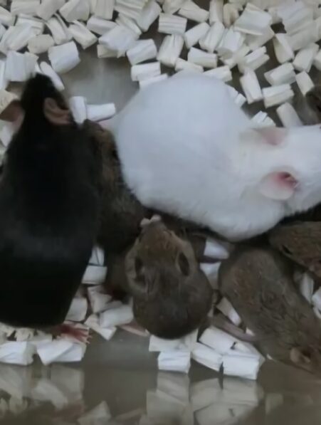 souris laboratoire cellules peau lyophilisee