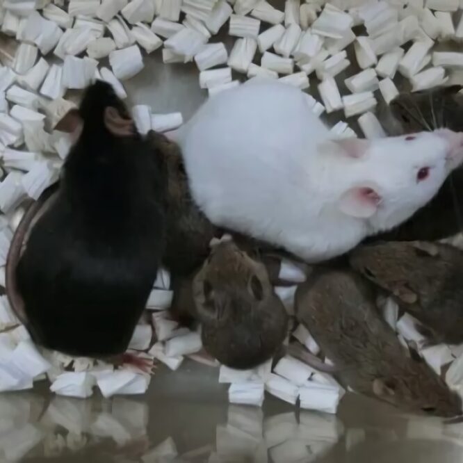 souris laboratoire cellules peau lyophilisee