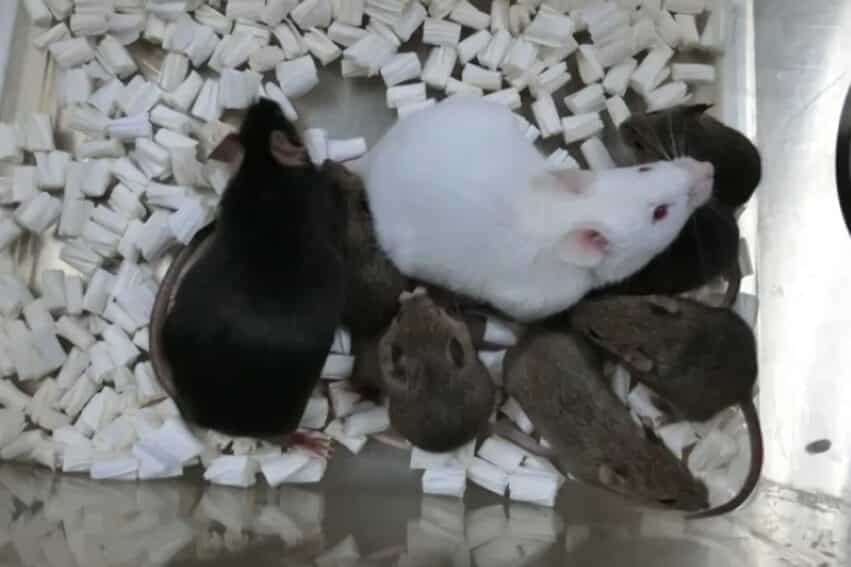 souris laboratoire cellules peau lyophilisee