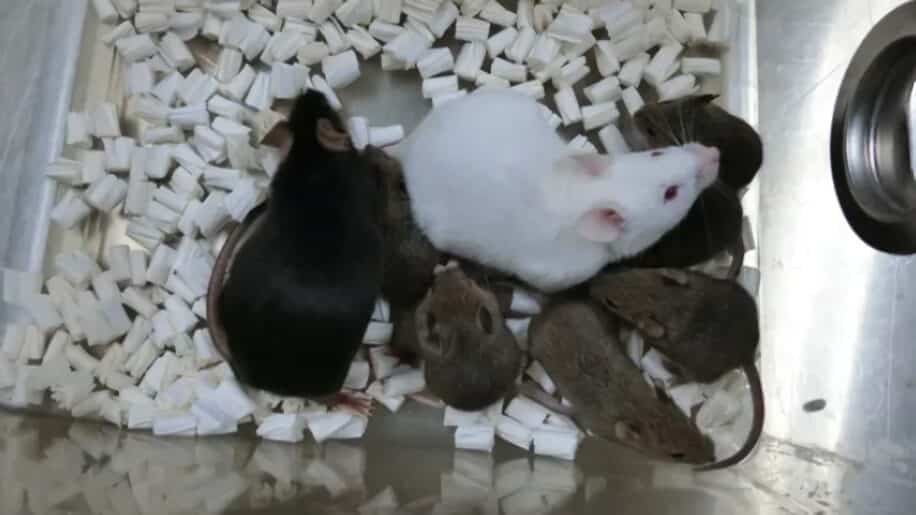 souris laboratoire cellules peau lyophilisee