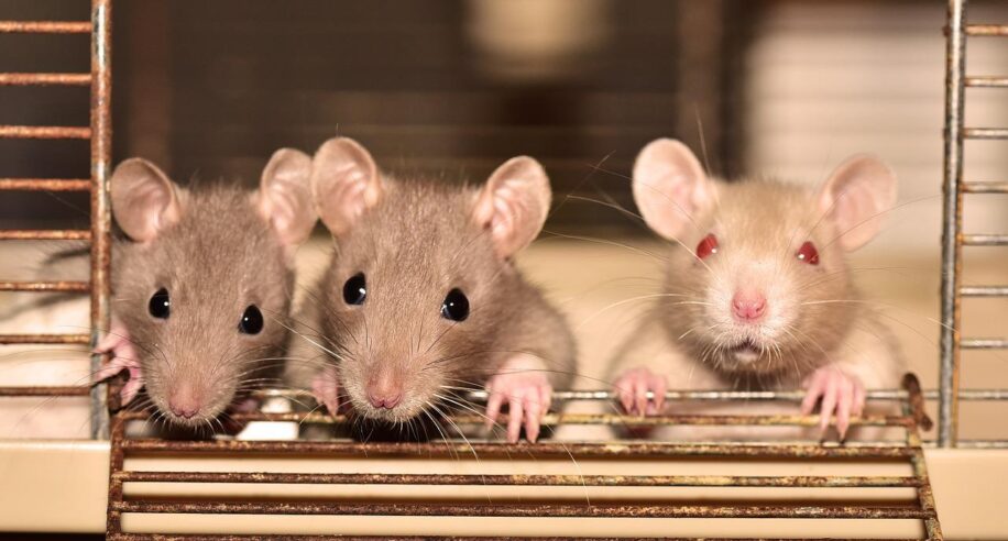 cerveau rats abimé consommation soda