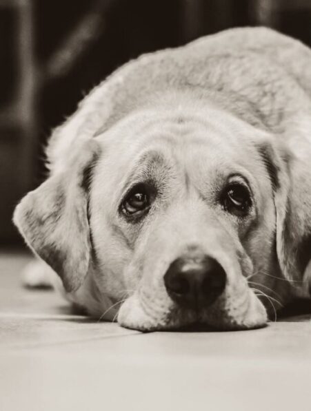 demence alzheimer chien 10 ans risque accru sans activite physique couv