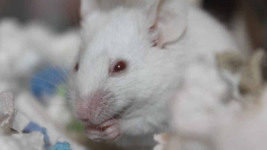 embryons synthetiques souris