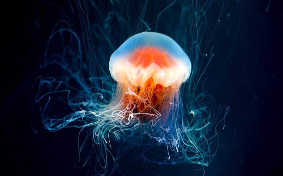 immortalite meduse secret genetique decouvert