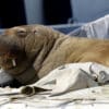 morse freya norvege euthanasie non respect humain nature