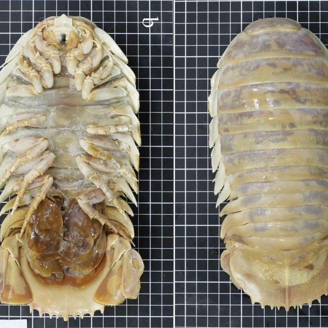 nouvelle espèce bathynome