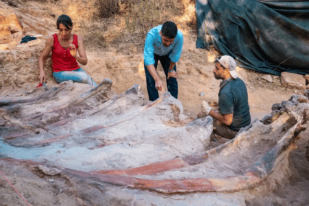 sauropode portugal