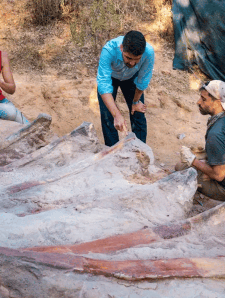sauropode portugal