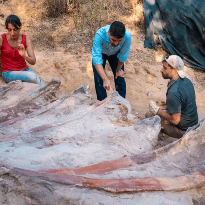 sauropode portugal