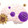 virus herpes varicelle zona declencheurs maladie alzheimer couv