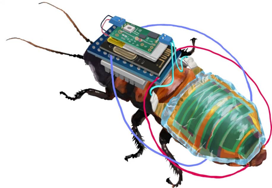 blattes cyborgs télécommandées cellule solaire