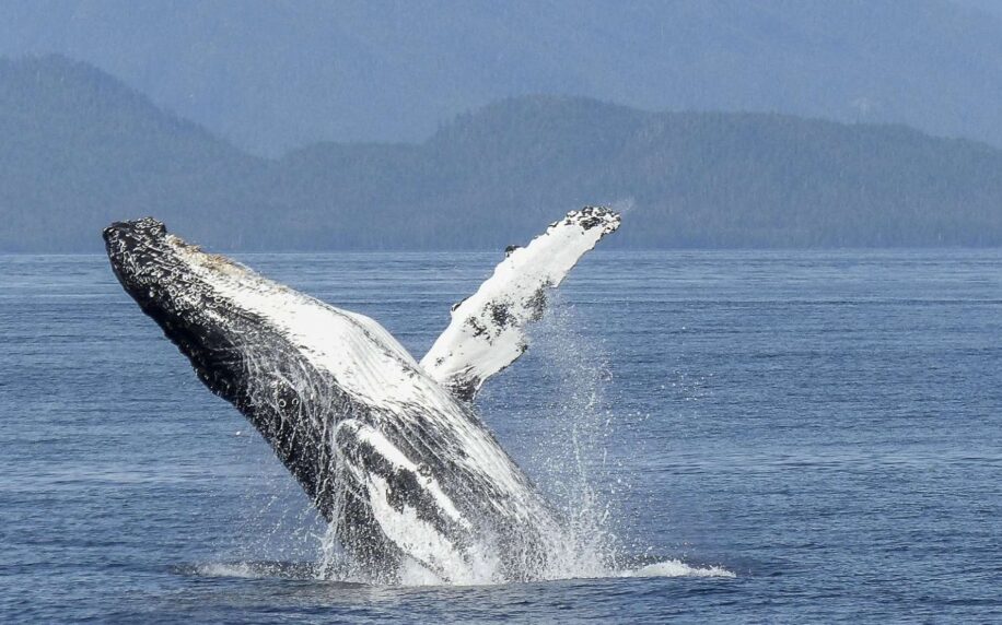 chant baleine a bosse propager sur 8000 km pacifique sud couv