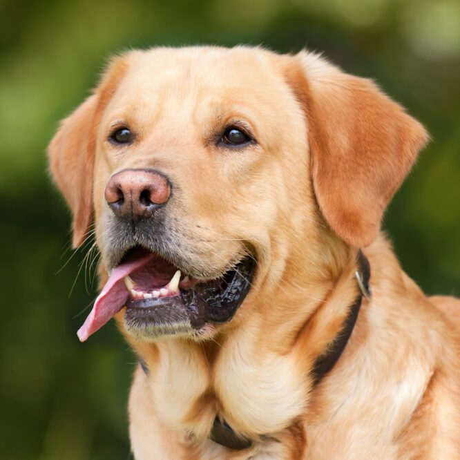 chiens capables detecter odeur stress humains