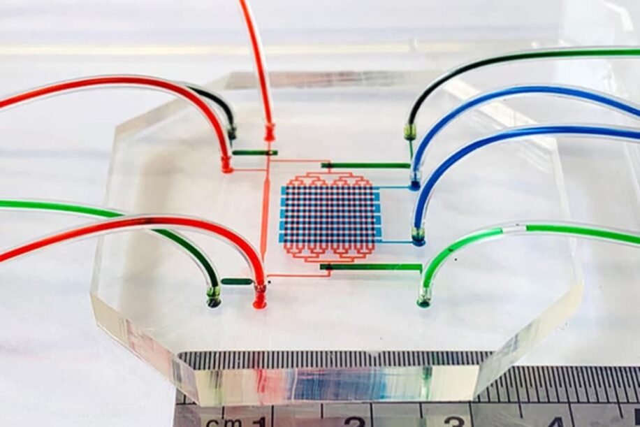 creer cellules souches sanguines demande systeme cardiaque embryon artificiel couv