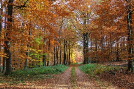 effets nature cerveau stress