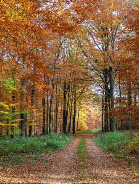 effets nature cerveau stress