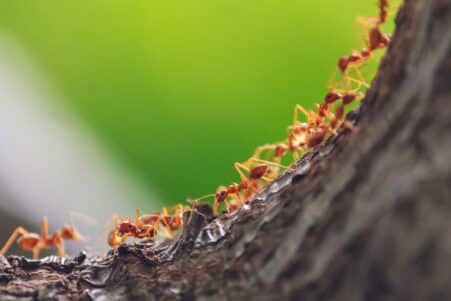 estimation nombre fourmis