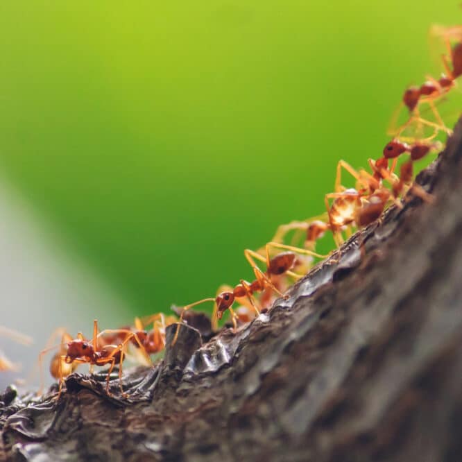 estimation nombre fourmis