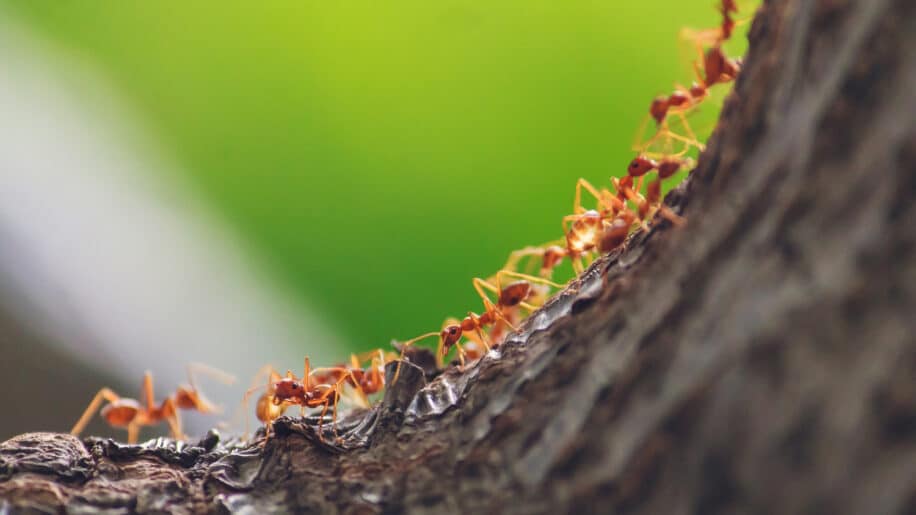 estimation nombre fourmis