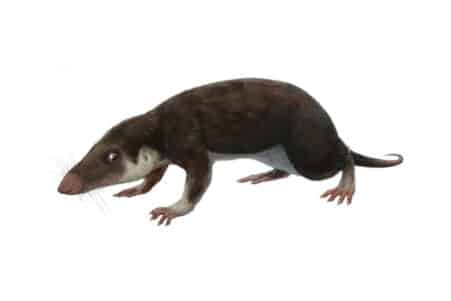 caryotype génome ancêtre mammifères