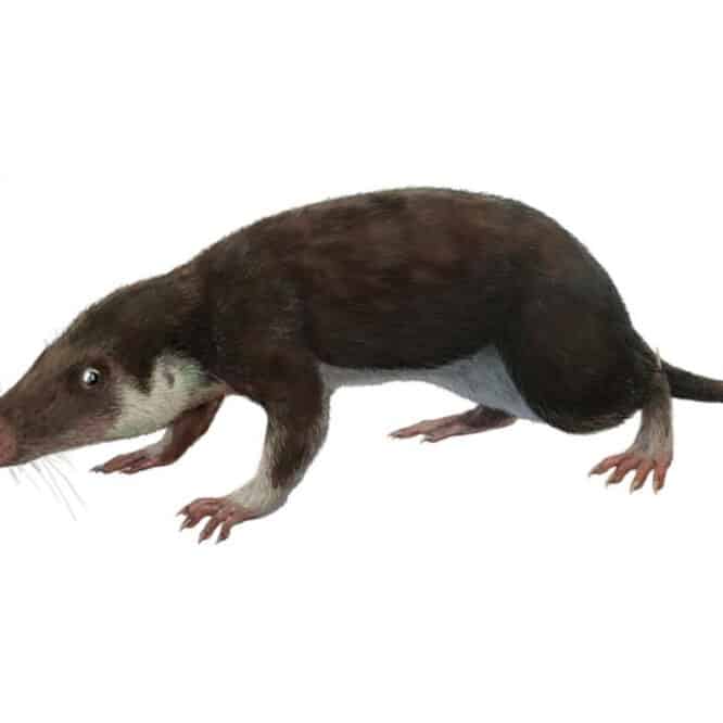 caryotype génome ancêtre mammifères