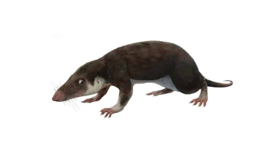 caryotype génome ancêtre mammifères
